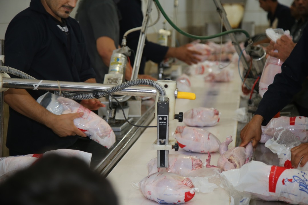 مرغ بسته بندی کشتار روز دزطیور